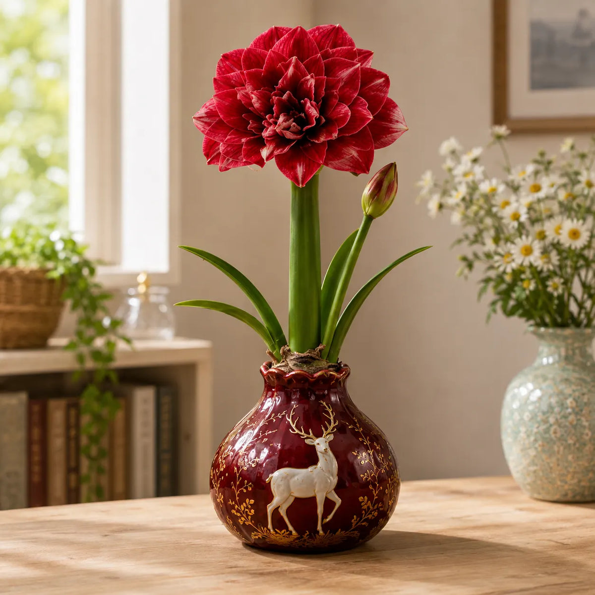 🌺 Waxed Double Amaryllis Bulbs – No Soil, No Water, Just Watch It Grow