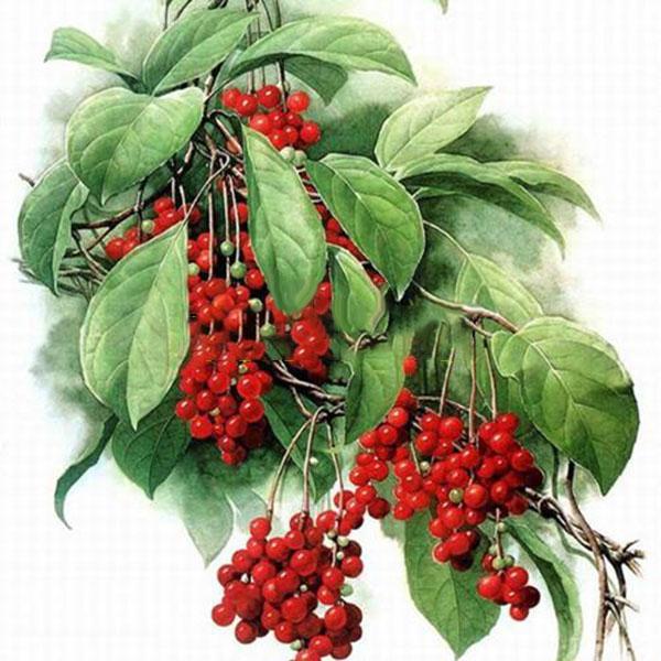 Egrow 50Pcs(100Pcs)/Pack Schisandra Seeds Chinese Magnolia Vine Edible Garden Fruit Tree Seed DIY Plants