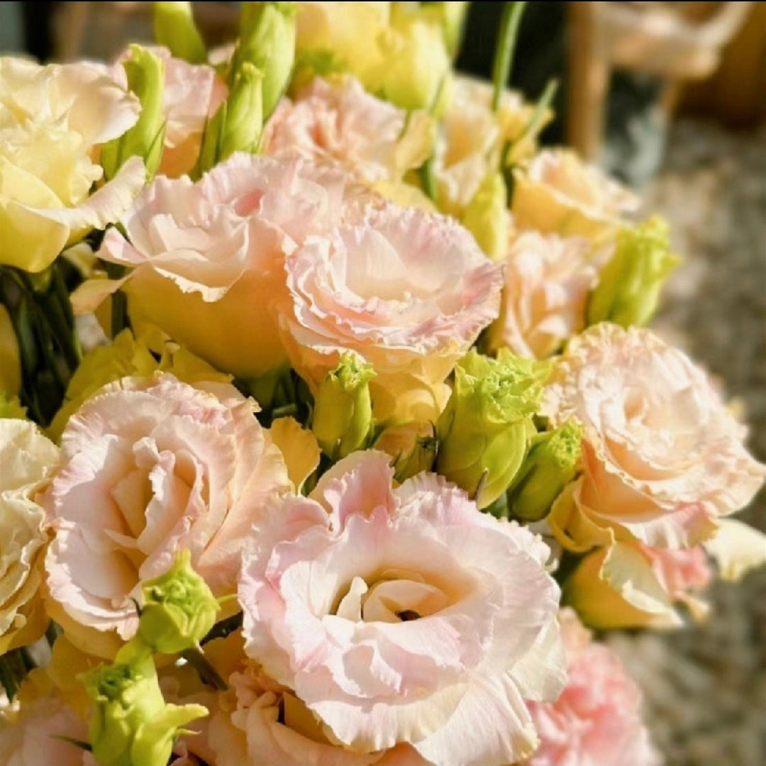 Eustoma-Ice cream Curls-Graceful Elegance in Every Petal