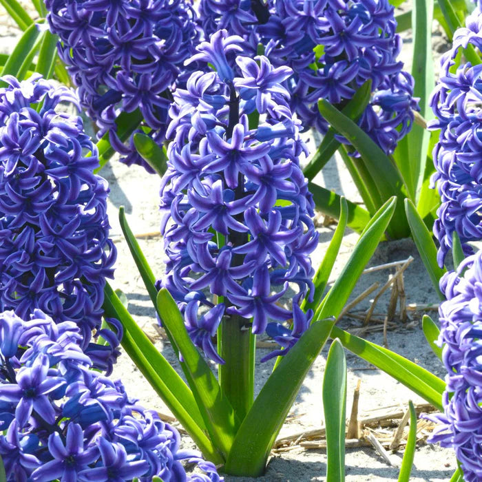 💜Hyacinth Bulbs – Fragrance You Can Grow