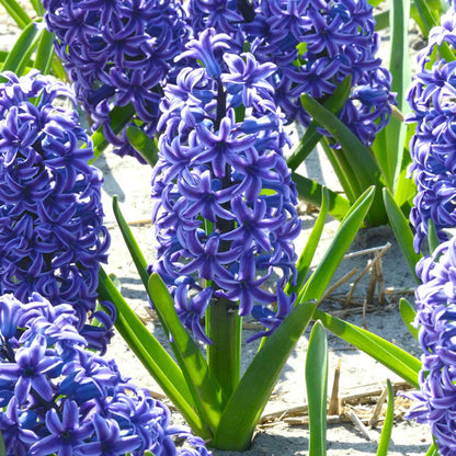 💜Hyacinth Bulbs – Fragrance You Can Grow