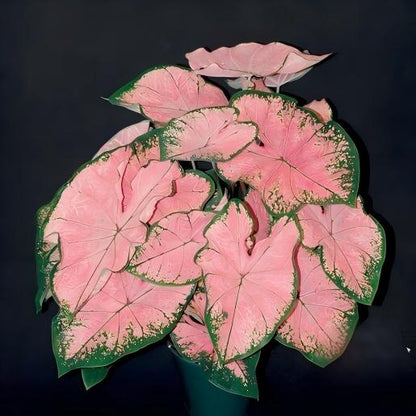 Premium Pink Caladium Bulbs – Easy Grow Indoor/Outdoor