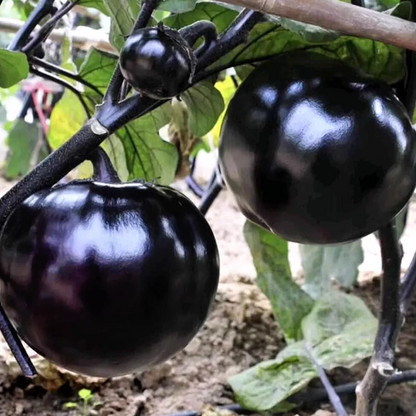 Black And Purple Eggplant Seeds