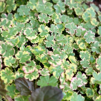 Coriander leaf 'Crystal Candy'