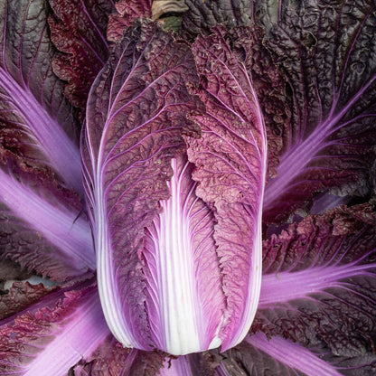 Merlot (F1) Chinese Cabbage Seed