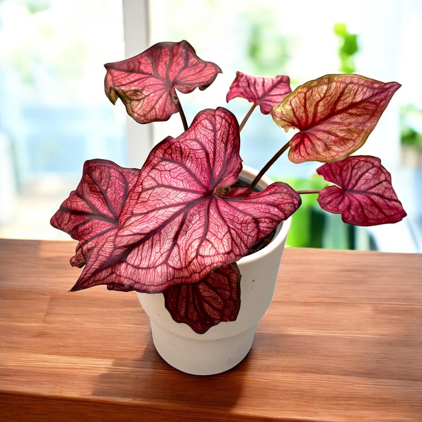 Premium Pink Caladium Bulbs – Easy Grow Indoor/Outdoor