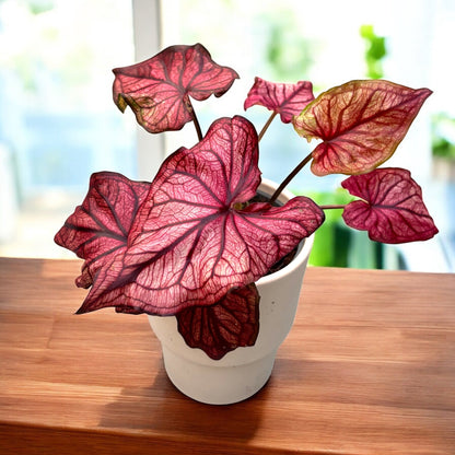 Premium Pink Caladium Bulbs – Easy Grow Indoor/Outdoor