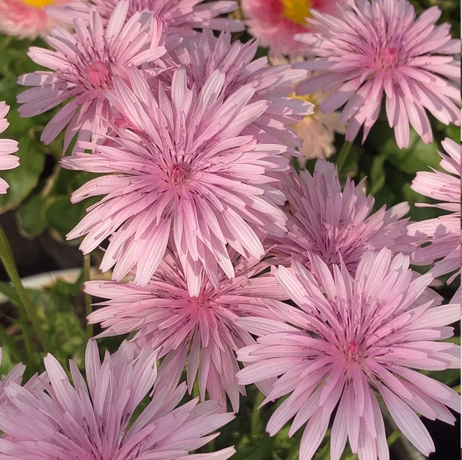 Peach-Colored Dandelion Seeds