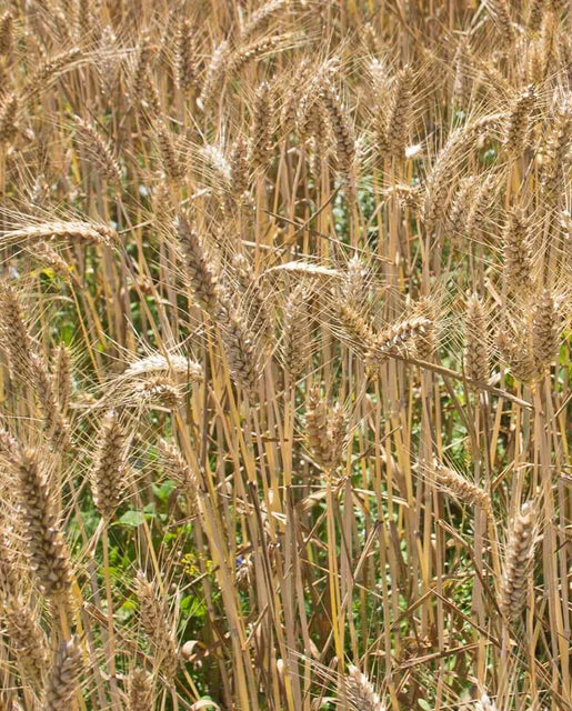 Winter Wheat