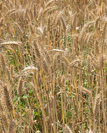 Winter Wheat