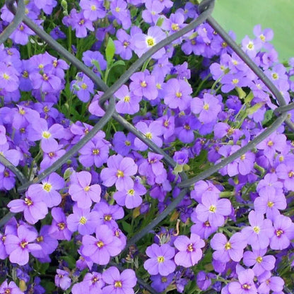 Roundabout Phlox Seeds