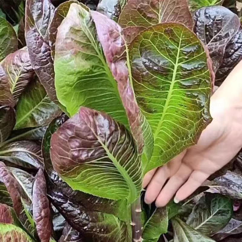 Coffee Leaf lettuce Seeds-🪴Harvest Within 30 days-Fewer Pests