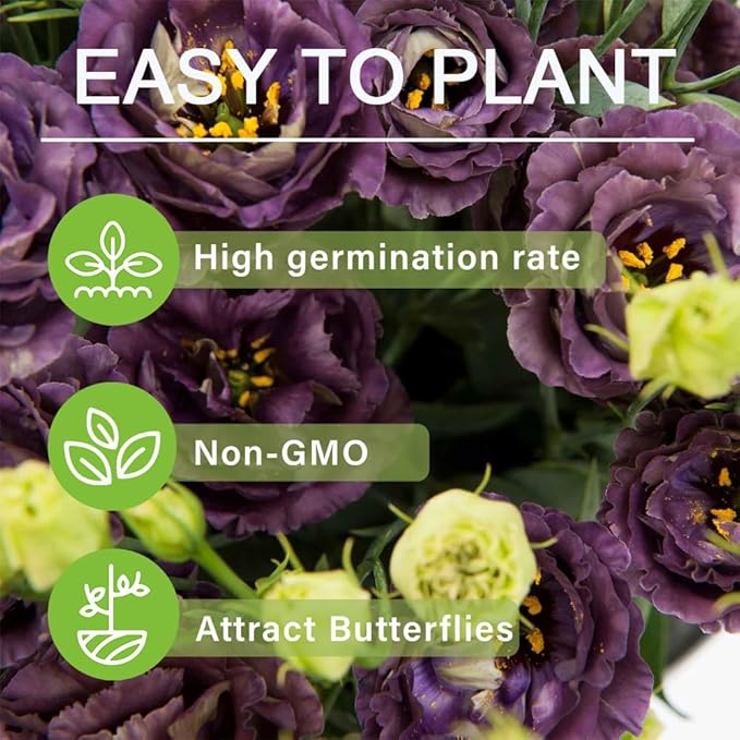 Hardy Perennial Lisianthus Seeds RHS Certified for British Garden Beds Beginner Friendly