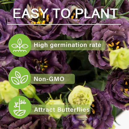 Hardy Perennial Lisianthus Seeds RHS Certified for British Garden Beds Beginner Friendly
