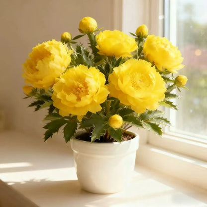 Dwarf Peony Seeds – Big Blooms in Small Spaces 🌿 Easy to Grow & Beautifully Compact