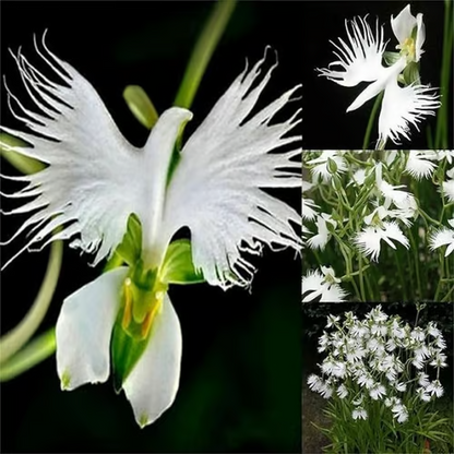 📧 Egret Orchid Seeds-Rarity / Elegance / Good Luck