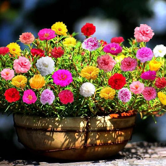 10000 Pcs Muti-color portulaca Seeds