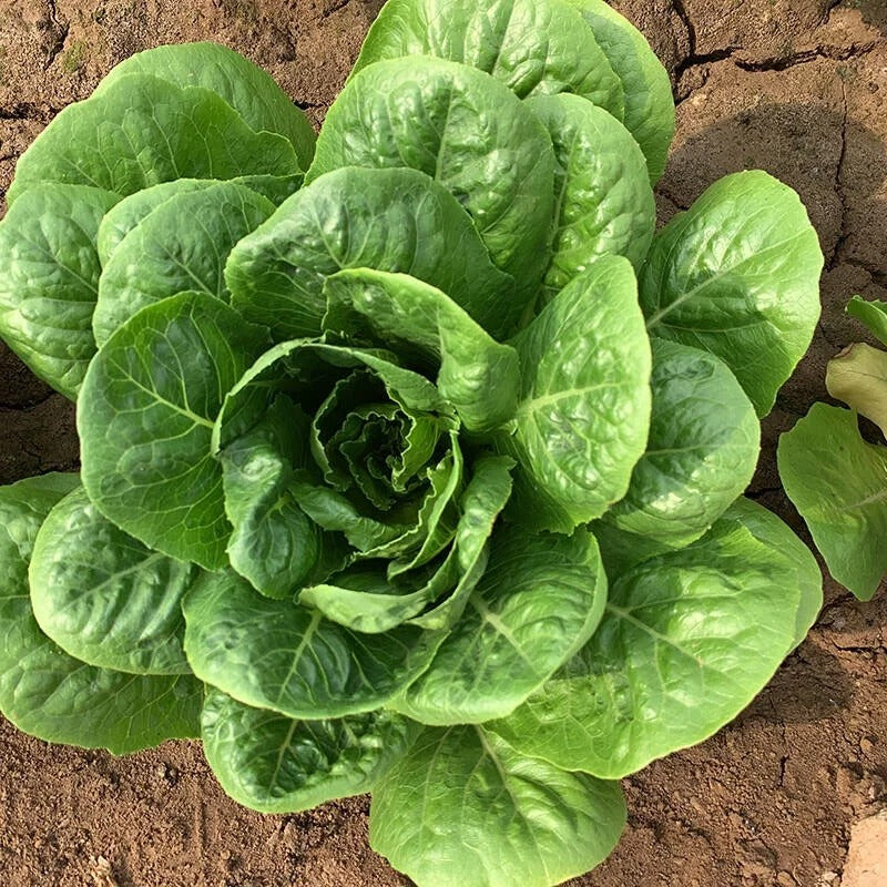 Summer Peacock Vegetable Seeds