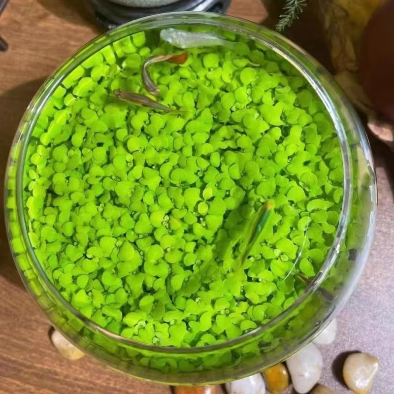Aquatic Plant Seed Ecological Fish Tank