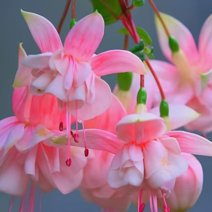 🌼Lantern Flower