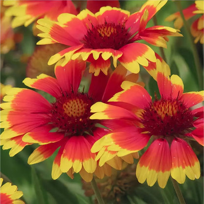 Gaillardia Blanket Flower Seeds – Easy-Grow, Drought-Tolerant, Long-Blooming Color for Beginner Gardeners