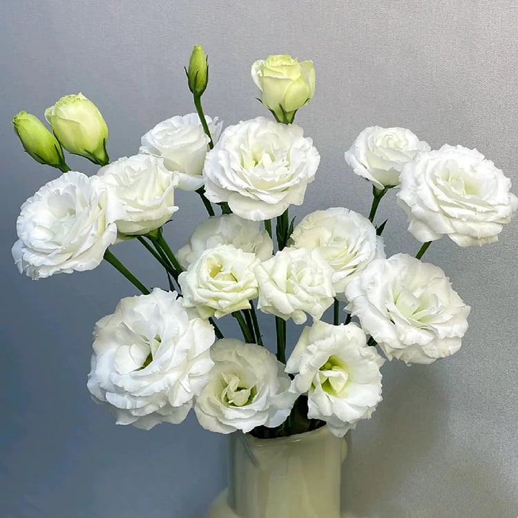 Hardy Perennial Lisianthus Seeds RHS Certified for British Garden Beds Beginner Friendly