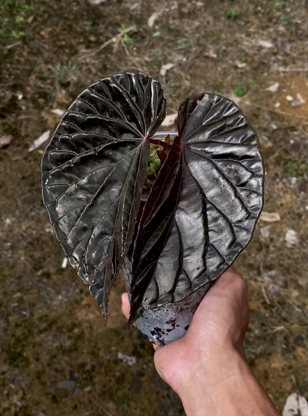 Uniqueness of Begonia Black Blood