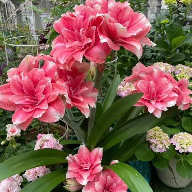 Double-Petaled Perfume Amaryllis Bulbs