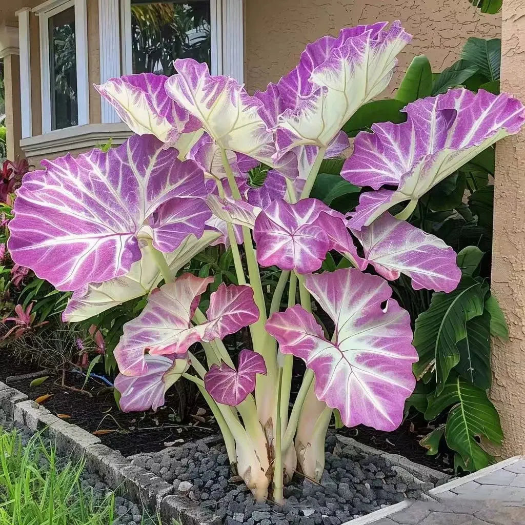 🌿Garden Favorite Hosta Bulbs – Lush Foliage, Shade-Loving Perennial Garden Plants🪴
