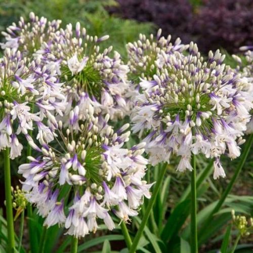🎁New Year Sale🎁Agapanthus africanus 'Fireworks'