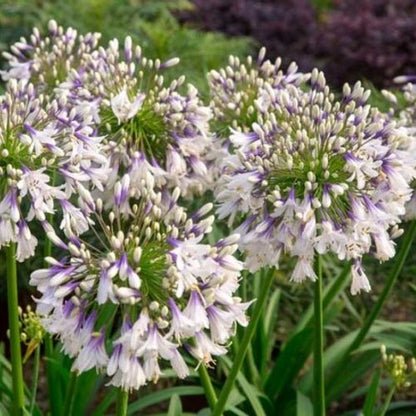🎁New Year Sale🎁Agapanthus africanus 'Fireworks'