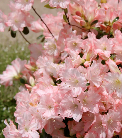 🌺Rhododendron Seeds