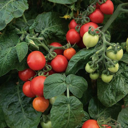 Tempting Tomatoes - Goodhearted