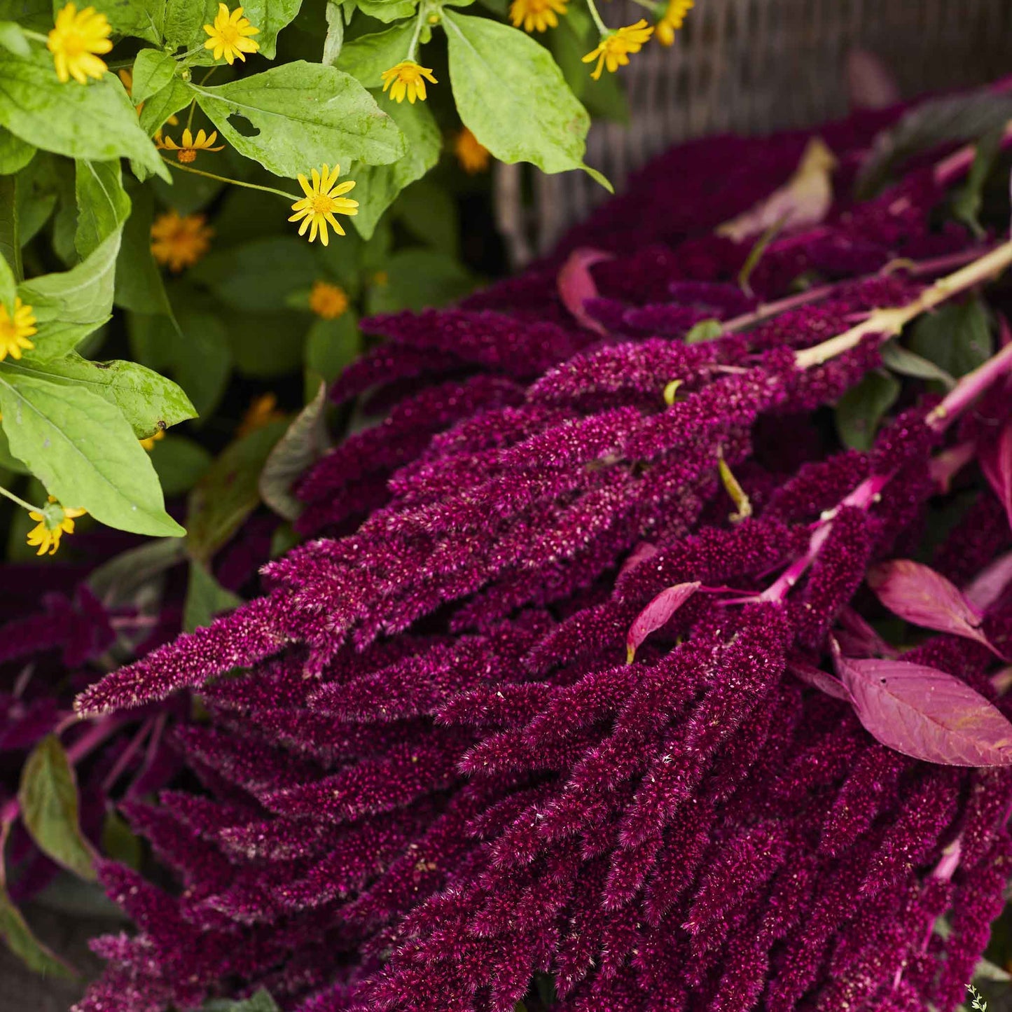 🌾Amaranthus Seeds