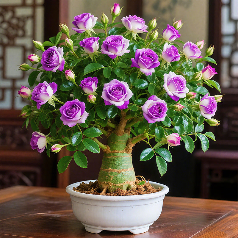 🌵🌺Premium Rare Desert Rose Bulbs