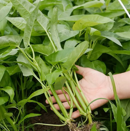 Three-Pronged Water Spinach Seeds