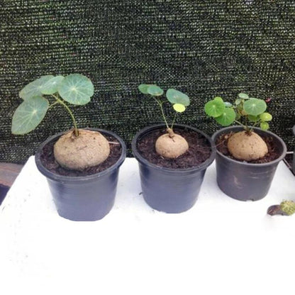Egrow 50 Pcs/Pack Stephania Erecta Seeds Buib Bonsai Tree for Home Garden Plant