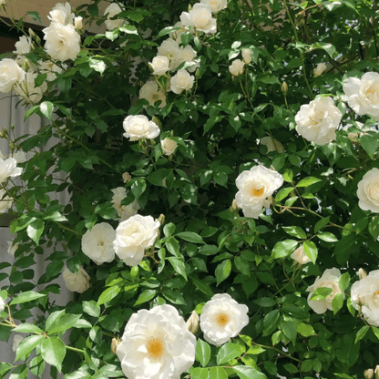 Spring Promotion 49% OFF - 🌱Climbing Rose Seeds