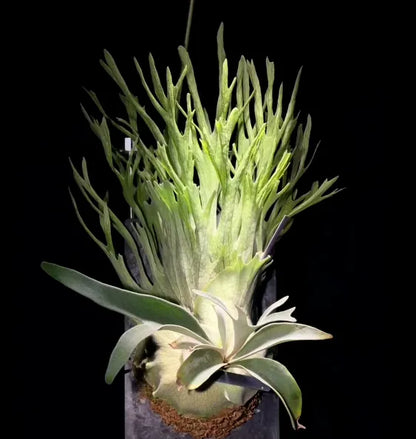 🦌 Rare Rainbow Staghorn Fern — Living Botanical Wall Sculpture