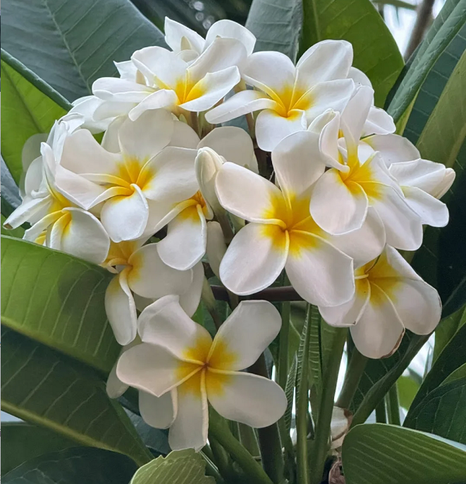💛 Plumeria Seeds Limited-Time Sale! Create Your Summer Garden