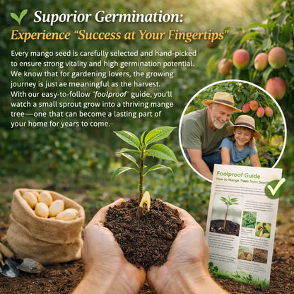 🥭 Sweet 'Golden Honey' Dwarf Mango Tree Seeds (Grow at Home)