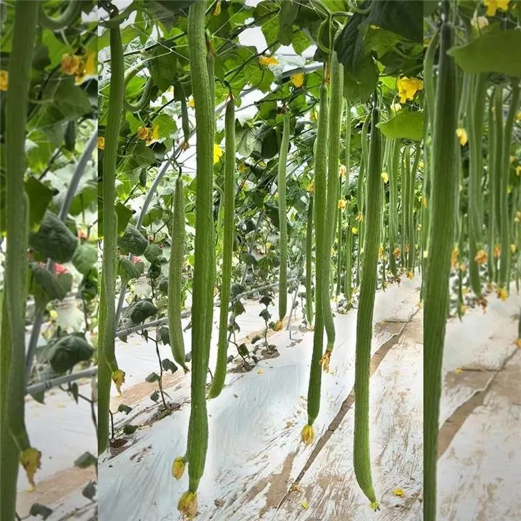 Long Sponge Gourd Seeds