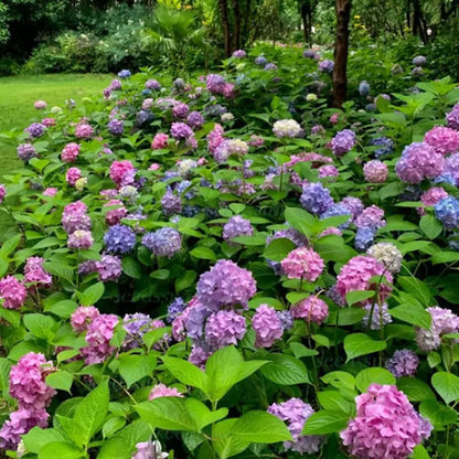 Hyadrange Seed-Perennial Flower Seeds-Easy To Plant
