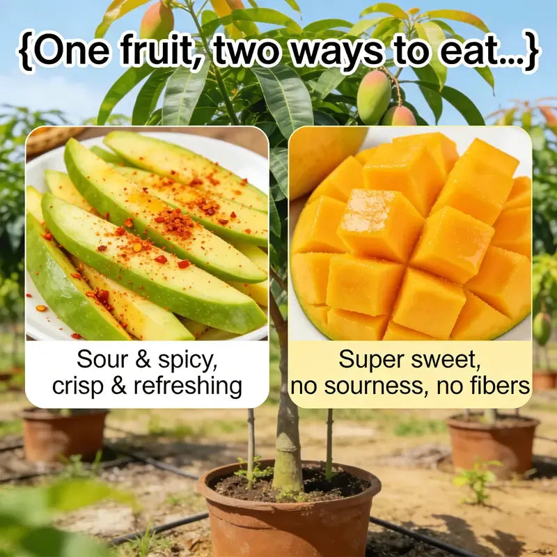 🥭 Sweet 'Golden Honey' Dwarf Mango Tree Seeds (Grow at Home)