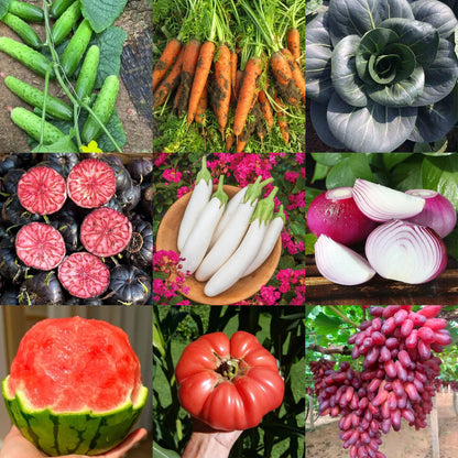 🌱 Monthly surprise planting box, start your green life! 🌿