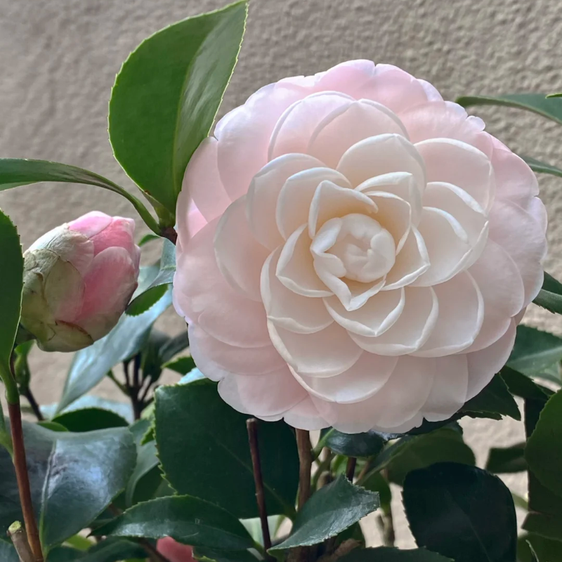 Five-color Red Camellia
