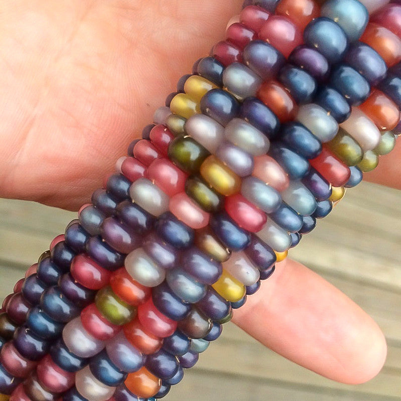 Rainbow Glass Gem Corn Seeds