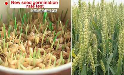 Winter Wheat