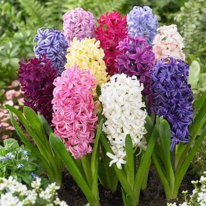 💜Hyacinth Bulbs – Fragrance You Can Grow