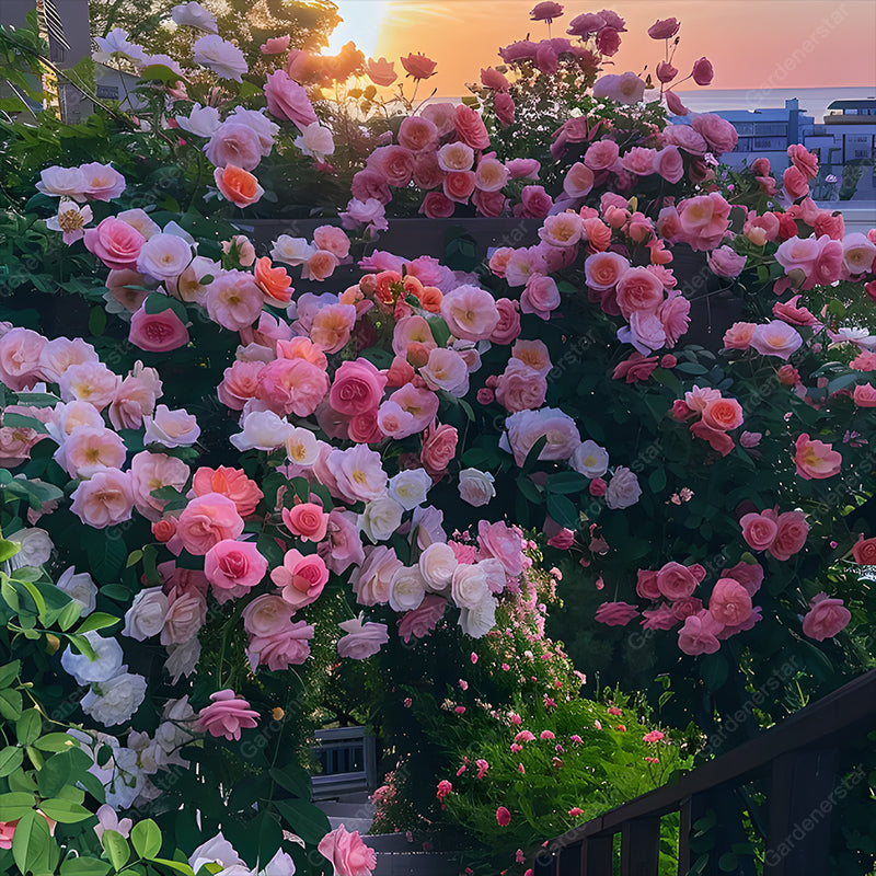 Climbing Plants Mix Seeds